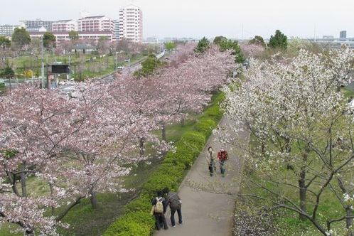 荒川土手の遊歩道