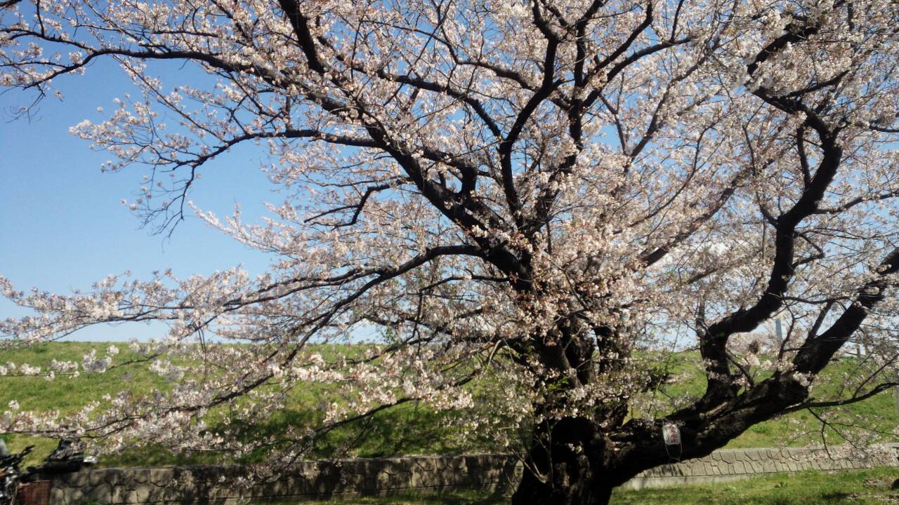 荒川土手に咲く桜